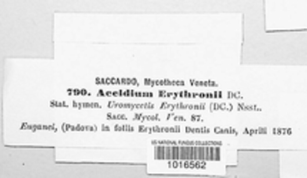 Aecidium erythrobasis image